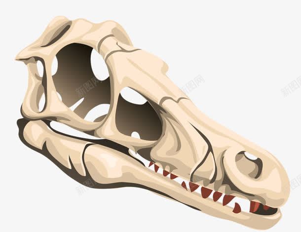 动物头骨png免抠素材_88icon https://88icon.com 动物头骨 头骨 完好的头骨 骨头