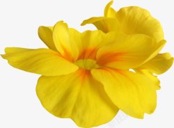 抽象花朵花束黄色花素材