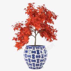 红色叶子瓷盆景观树木素材