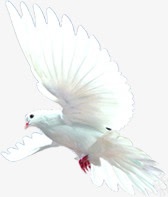 白色飞舞白鸽展翅png免抠素材_88icon https://88icon.com 展翅 白色 白鸽 设计 飞舞
