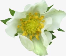 白色大花朵黄色花蕊素材