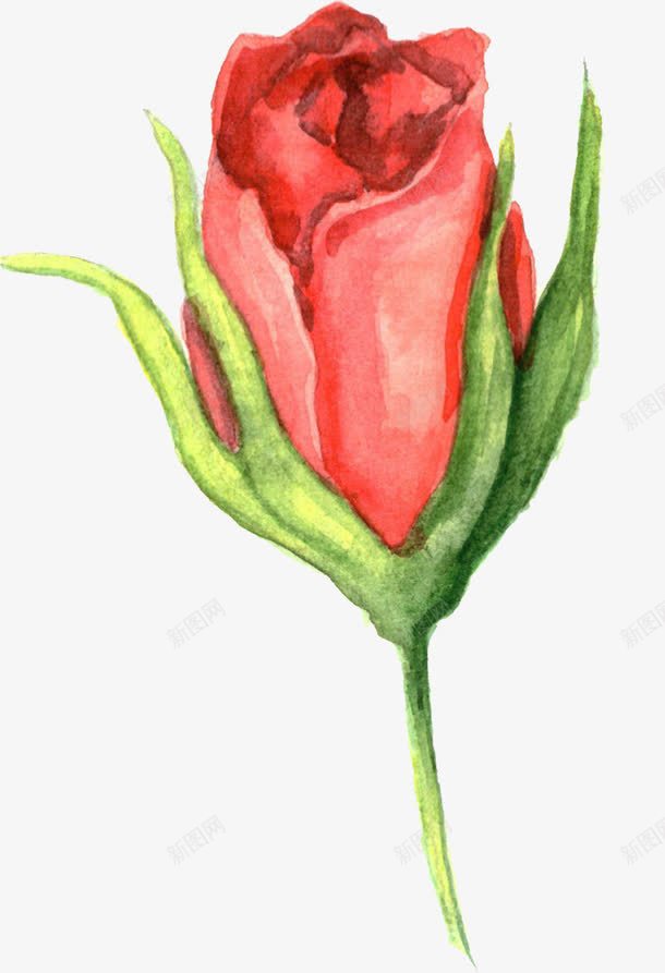 水彩画花卉png免抠素材_88icon https://88icon.com 唯美 小清新 手绘 水彩画 玫瑰花