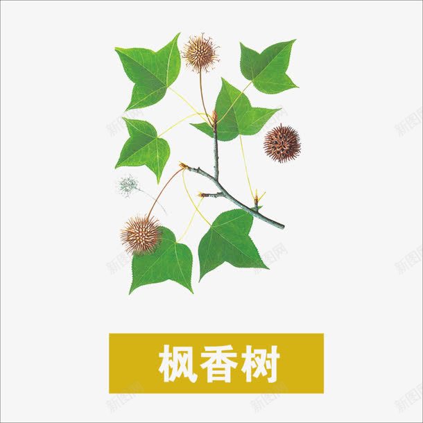 草药png免抠素材_88icon https://88icon.com 中药 本草纲目 枫香树 药材