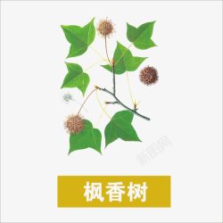 香树草药高清图片