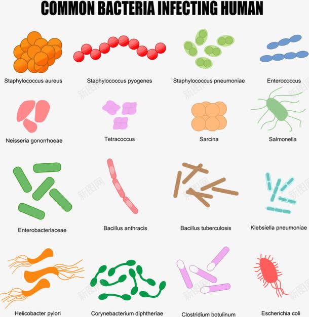 彩色微生物png免抠素材_88icon https://88icon.com 澶偁鏉嗚弻 缁嗚弻 鍗 鏄惧井闀