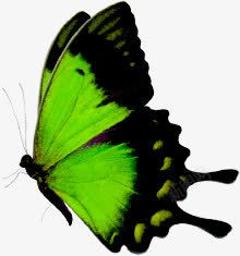 绿色环保清新蝴蝶手绘素材