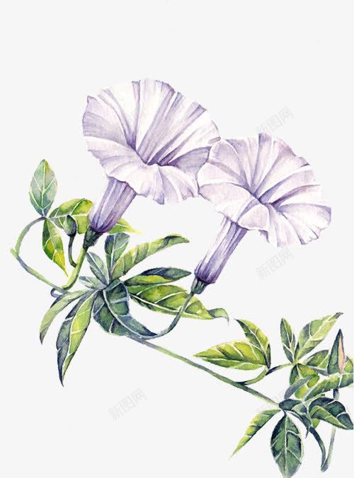 紫白色牵牛花png免抠素材_88icon https://88icon.com 植物 牵牛花 紫白色 绿叶