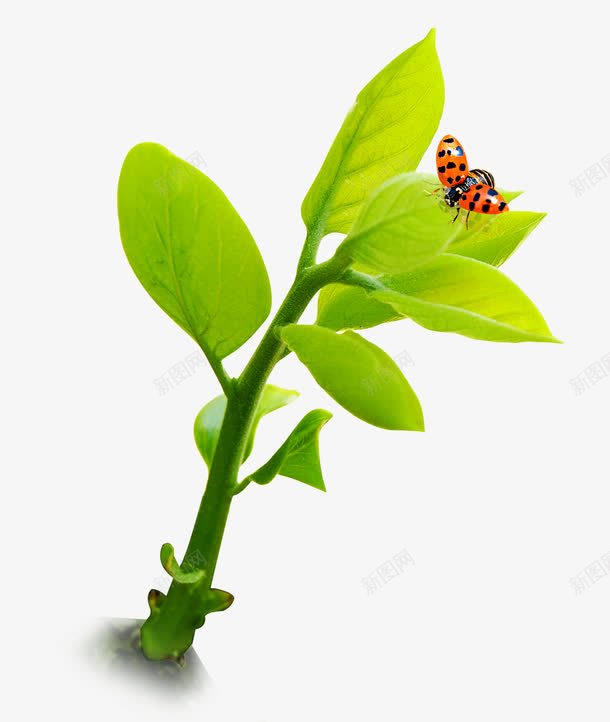 绿色植物装饰图png免抠素材_88icon https://88icon.com 装饰图绿色植物甲壳虫