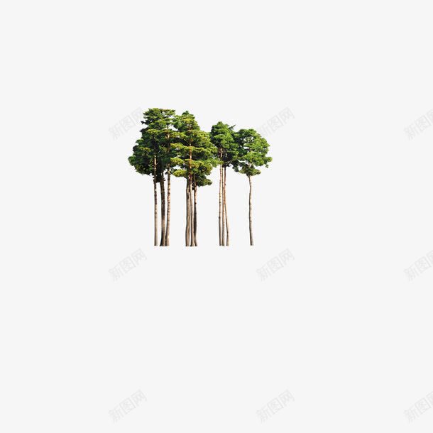 数木png免抠素材_88icon https://88icon.com 植物 清新 绿树 绿色