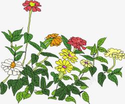 彩色夏季景观植物花朵素材