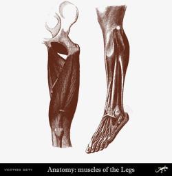 人体腿脚肌肉分布素材
