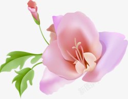 粉色甜美玫瑰花朵植物素材