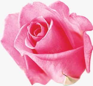 粉红色夏日花朵植物效果png免抠素材_88icon https://88icon.com 夏日 效果 植物 粉红色 花朵