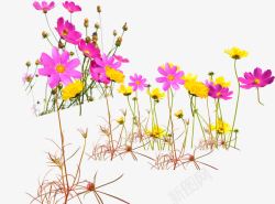 粉黄色花朵野外风景素材