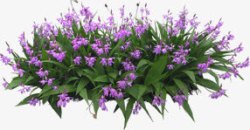 紫色小花绿叶景观装饰素材
