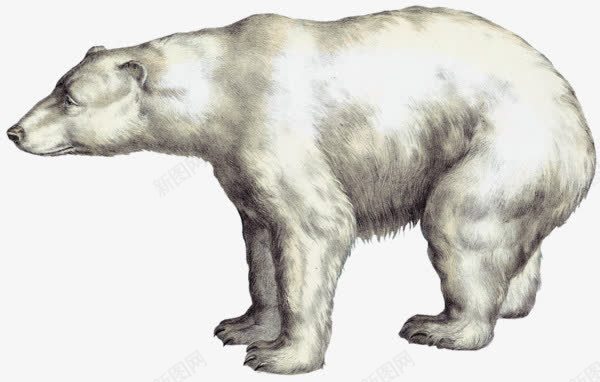 手绘白色北极熊png免抠素材_88icon https://88icon.com 北极熊 卡通北极熊 手绘北极熊 白色北极熊