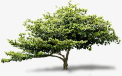 绿树清新树木景观素材