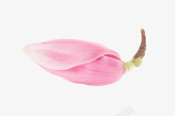 粉红色带香味花苞玉兰花瓣实物素材