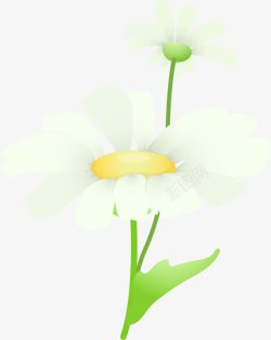 夏日植物花朵白色素材