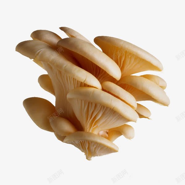 层层叠加的蘑菇png免抠素材_88icon https://88icon.com 叠加 层层 蘑菇
