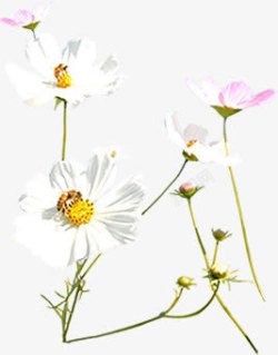 白色简约春天花朵美景素材