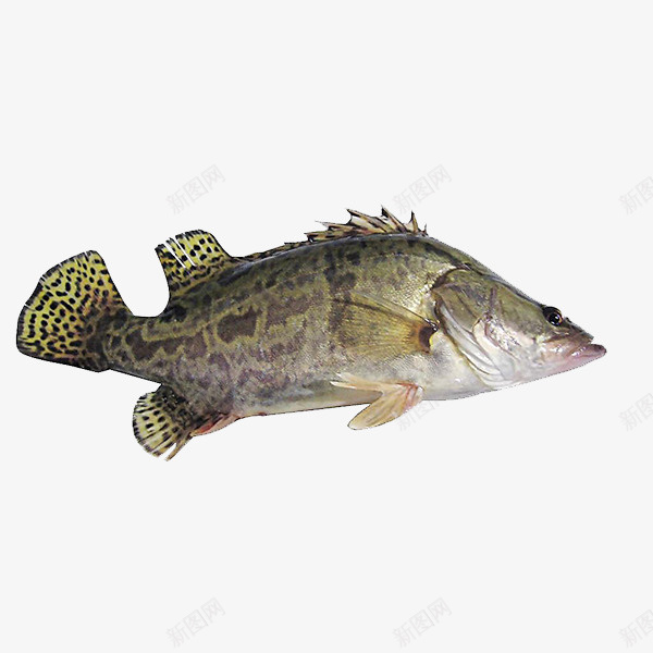 一条鱼斑点鱼png免抠素材_88icon https://88icon.com 一条鱼 斑点鱼 餐饮食品 鱼素材