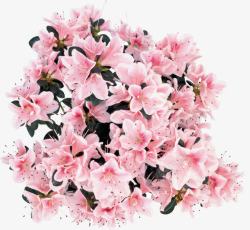 粉色康乃馨花朵装饰美景素材