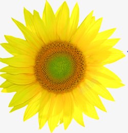 黄色向日葵美景花朵素材