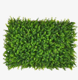 绿叶装饰小草植物草地素材