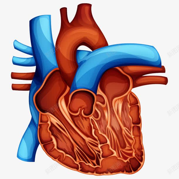 小心脏png免抠素材_88icon https://88icon.com 人体器官 卡通心脏 器官 心脏