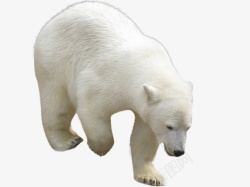 动物北极熊素材