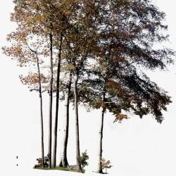 png璺园林景观树木路灯高清图片