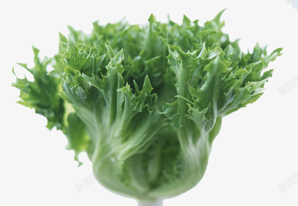 一颗青菜png免抠素材_88icon https://88icon.com 健康食物 绿色 绿色食物 蔬菜 青菜 食品