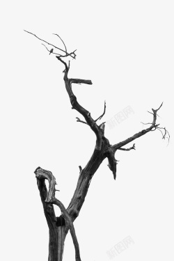 枯树枝和小鸟枯树枝上的小鸟高清图片