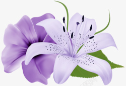紫色花蕊素材