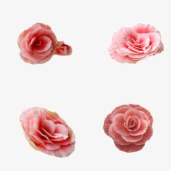 四朵粉色玫瑰花素材