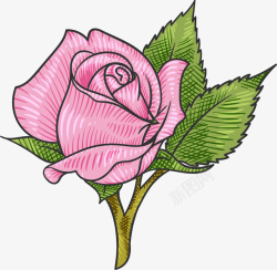 带刺的粉色玫瑰矢量图素材