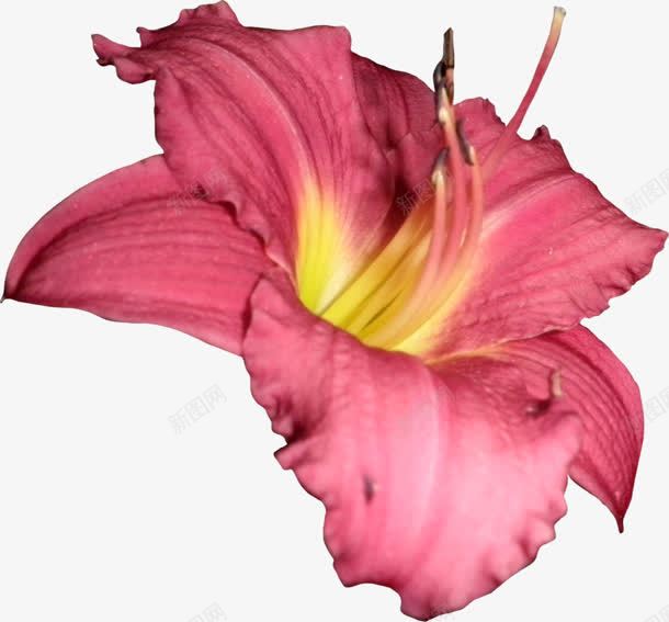 淡粉色花朵实物元素png免抠素材_88icon https://88icon.com 元素 实物 粉色 花朵