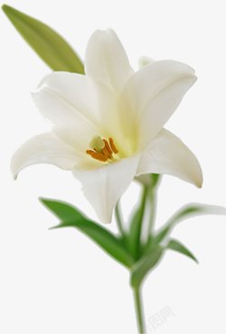 白色野外花朵美景素材