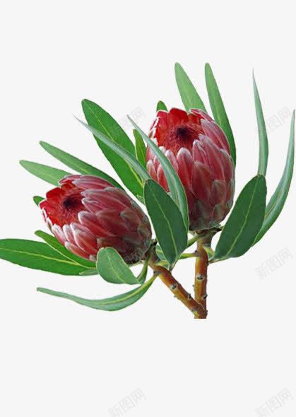 开放的花苞png免抠素材_88icon https://88icon.com 花叶 花径 花瓣 花苞