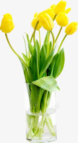 黄色小花绿叶装饰植物png免抠素材_88icon https://88icon.com 植物 绿叶 装饰 黄色