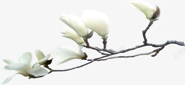 一支白色的花png免抠素材_88icon https://88icon.com 一支 白色 花