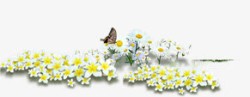 春天黄白色花丛蝴蝶装饰素材