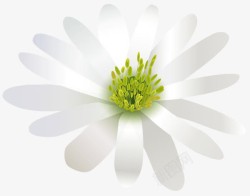 白色花朵立体花素材