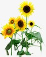 植物向日葵黄色花朵效果素材