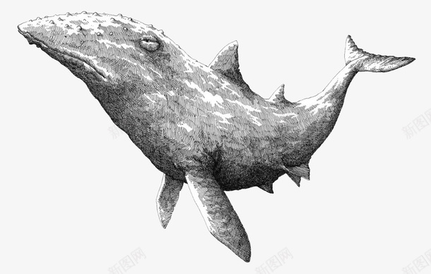 黑白素描鲸鱼插画png免抠素材_88icon https://88icon.com 插画 素描 素描鲸鱼 鲸鱼 黑白