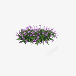 花卉盆景绿叶紫花素材