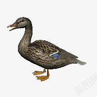 鸭子png免抠素材_88icon https://88icon.com duck 家养鸭子 家禽 鸭子