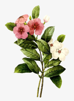 逼真卡通手绘鲜花素材
