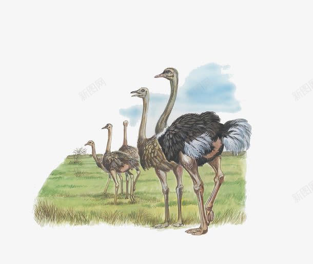 一群鸵鸟png免抠素材_88icon https://88icon.com 动物 卡通 鸵鸟